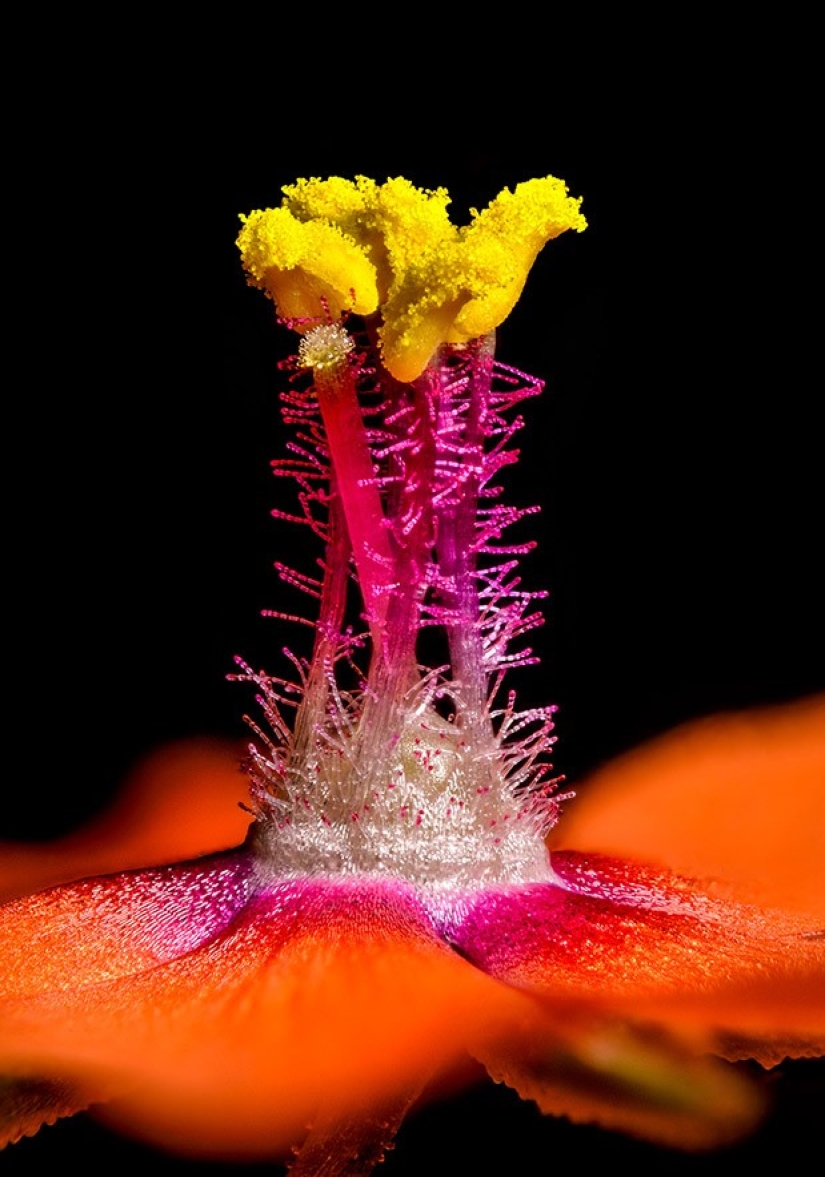 Top 10 Nikon Small World Photos Top 10 Nikon Small World Photos