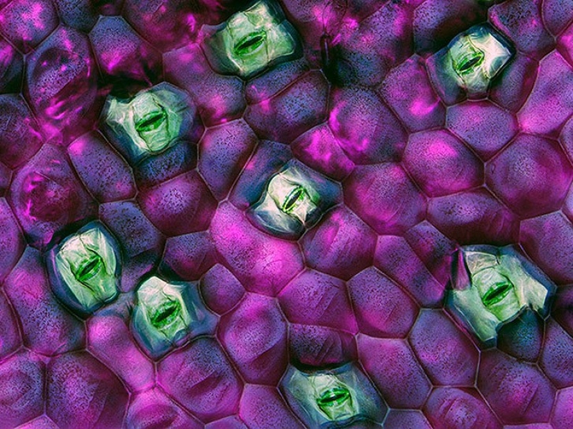 Top 10 Nikon Small World Photos Top 10 Nikon Small World Photos