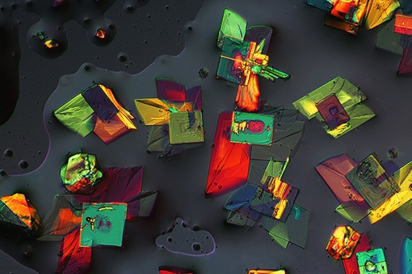 Top 10 Nikon Small World Photos Top 10 Nikon Small World Photos