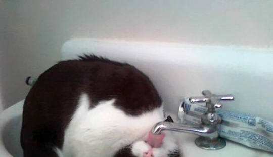 Top 15 Cute Cat Memes To Cure Your Depression