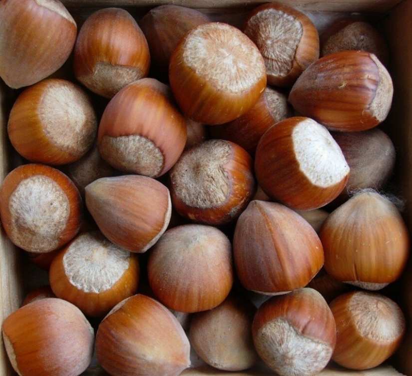Top 5 Healthiest Nuts
