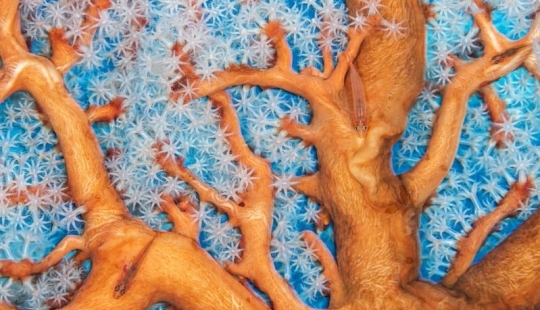 Top Photos from Wildlife Photographer of the Year 2023