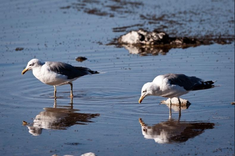 Torres Mágicas del Lago Mono Torres Mágicas del Lago Mono