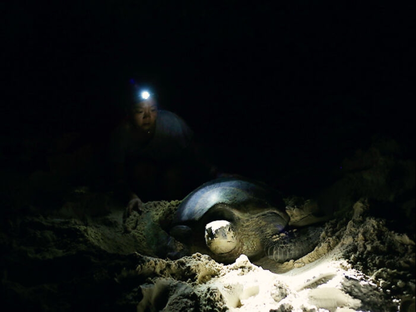 Tortugas Verdes: Las Pequeñas “Vagabundas” En Medio Del Océano