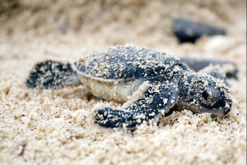 Tortugas Verdes: Las Pequeñas “Vagabundas” En Medio Del Océano