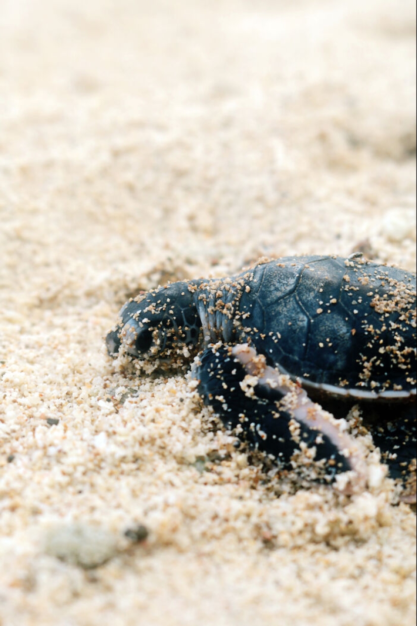 Tortugas Verdes: Las Pequeñas “Vagabundas” En Medio Del Océano