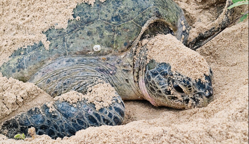 Tortugas Verdes: Las Pequeñas “Vagabundas” En Medio Del Océano