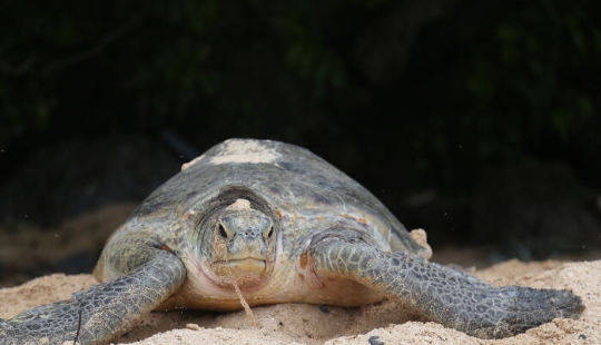 Tortugas Verdes: Las Pequeñas “Vagabundas” En Medio Del Océano Tortugas Verdes: Las Pequeñas “Vagabundas” En Medio Del Océano