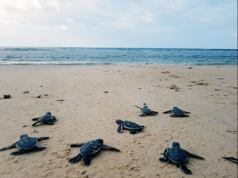 Tortugas Verdes: Las Pequeñas “Vagabundas” En Medio Del Océano