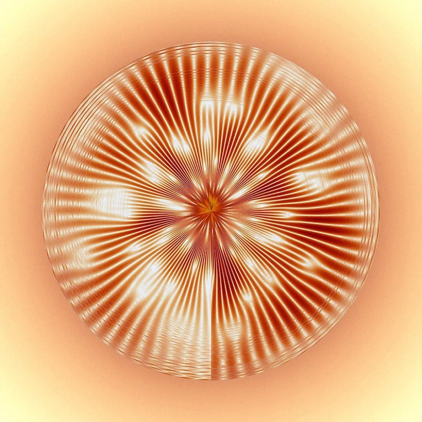 Traducción de sonidos de animales en imágenes hipnóticas