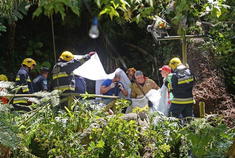 Tragedia en Portugal: un roble de 200 años mató a 13 personas