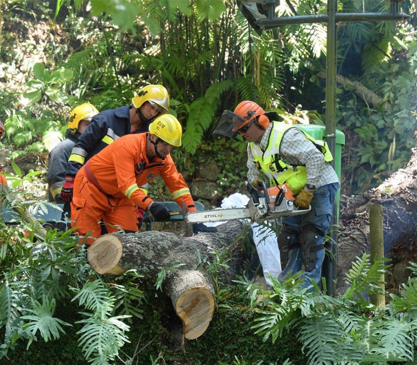 Tragedy in Portugal: 200-year-old oak tree killed 13 people