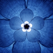 Translation of animal sounds into hypnotic images