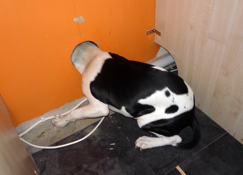 Tras los pasos de Winnie the Pooh: Bestias atascadas