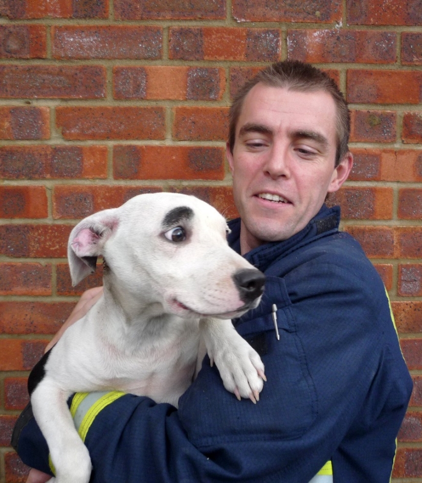 Tras los pasos de Winnie the Pooh: Bestias atascadas