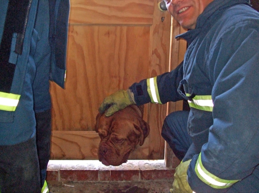 Tras los pasos de Winnie the Pooh: Bestias atascadas