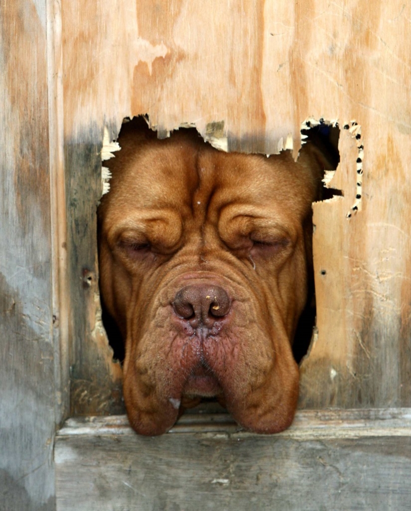 Tras los pasos de Winnie the Pooh: Bestias atascadas