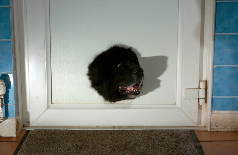 Tras los pasos de Winnie the Pooh: Bestias atascadas