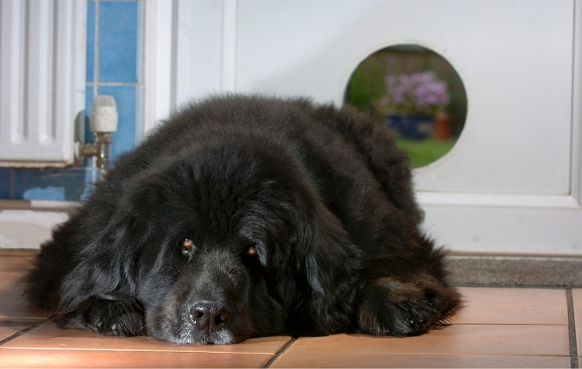 Tras los pasos de Winnie the Pooh: Bestias atascadas