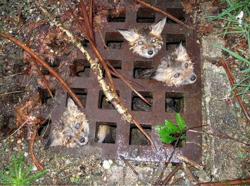 Tras los pasos de Winnie the Pooh: Bestias atascadas