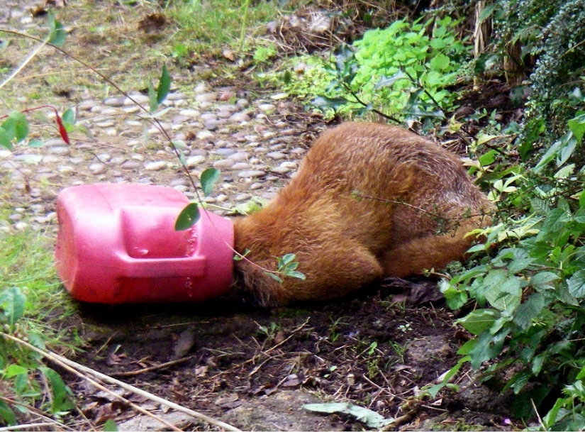 Tras los pasos de Winnie the Pooh: Bestias atascadas