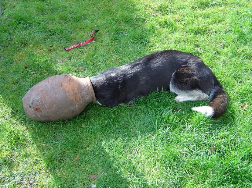 Tras los pasos de Winnie the Pooh: Bestias atascadas