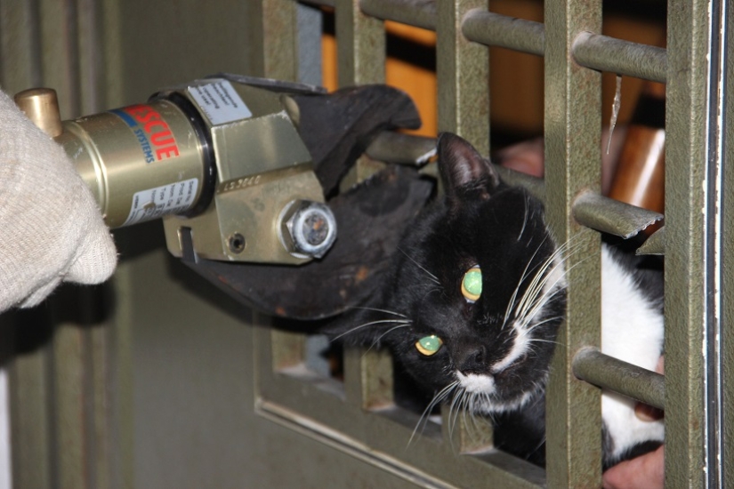 Tras los pasos de Winnie the Pooh: Bestias atascadas