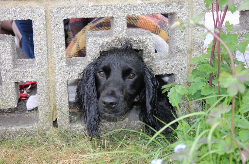 Tras los pasos de Winnie the Pooh: Bestias atascadas