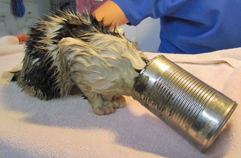 Tras los pasos de Winnie the Pooh: Bestias atascadas