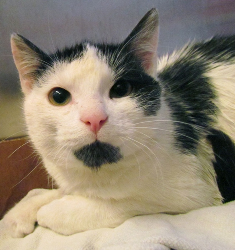 Tras los pasos de Winnie the Pooh: Bestias atascadas