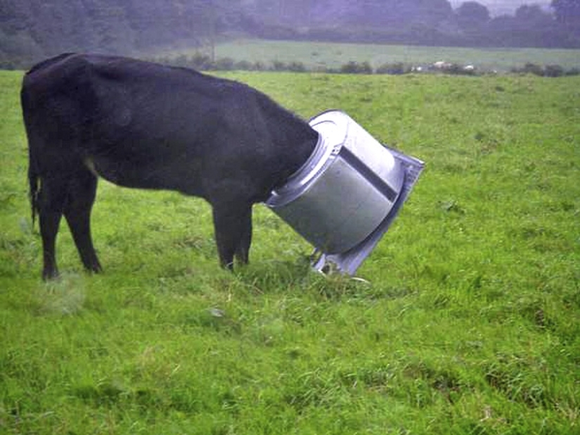 Tras los pasos de Winnie the Pooh: Bestias atascadas