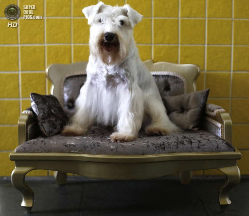 tratamientos de spa para perros tratamientos de spa para perros