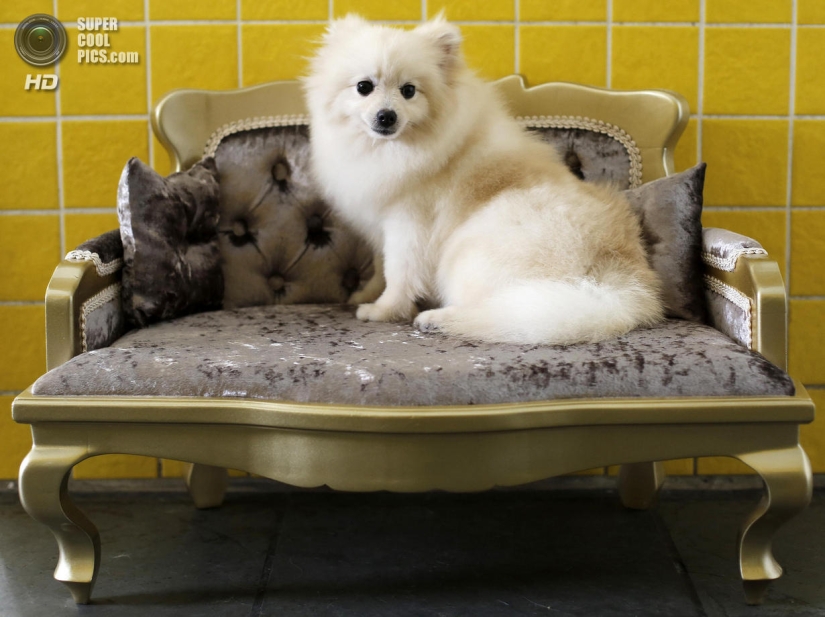 tratamientos de spa para perros tratamientos de spa para perros