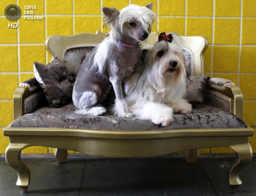 tratamientos de spa para perros tratamientos de spa para perros