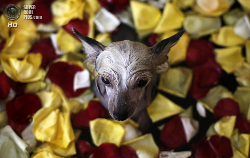 tratamientos de spa para perros tratamientos de spa para perros