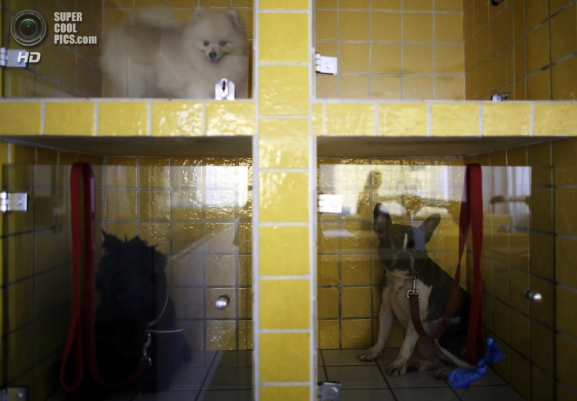 tratamientos de spa para perros tratamientos de spa para perros