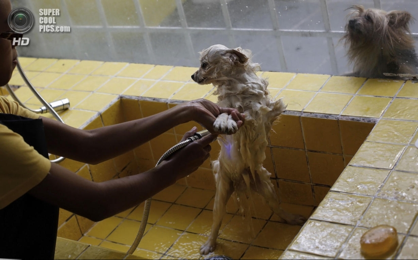 tratamientos de spa para perros tratamientos de spa para perros