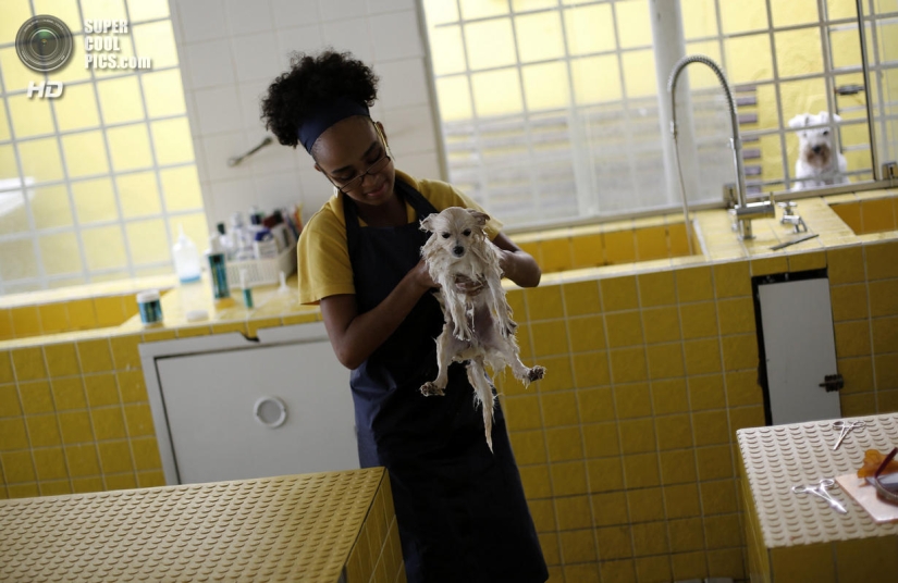 tratamientos de spa para perros tratamientos de spa para perros