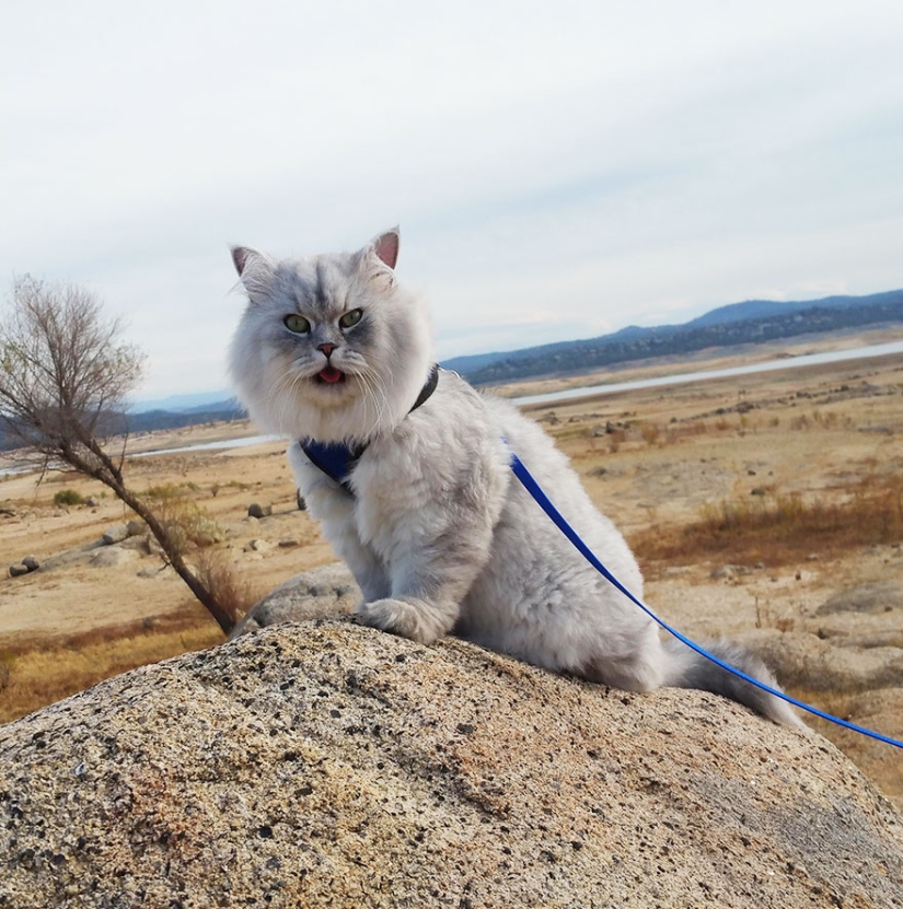 Traveling cat Gandalf