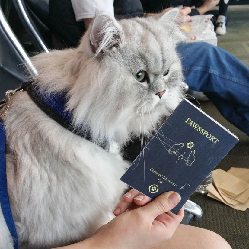 Traveling cat Gandalf