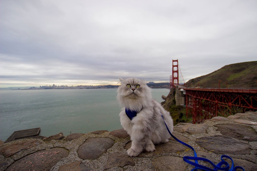 Traveling cat Gandalf