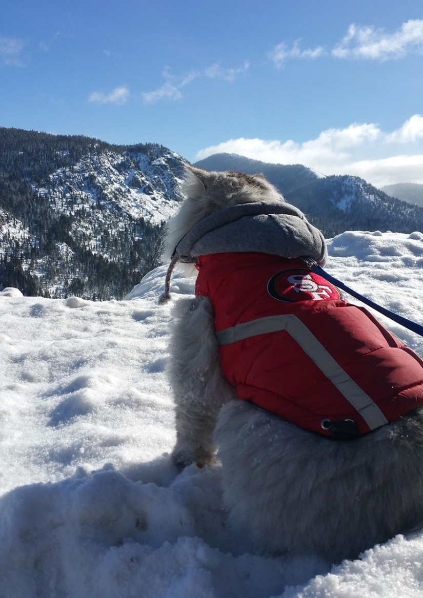 Traveling cat Gandalf