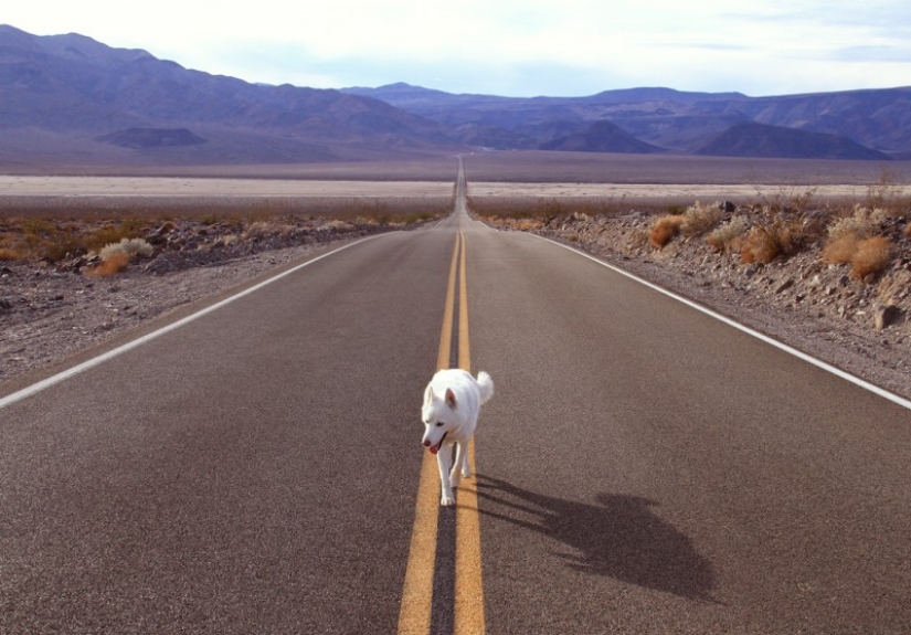 Travels of John and his husky Wolf