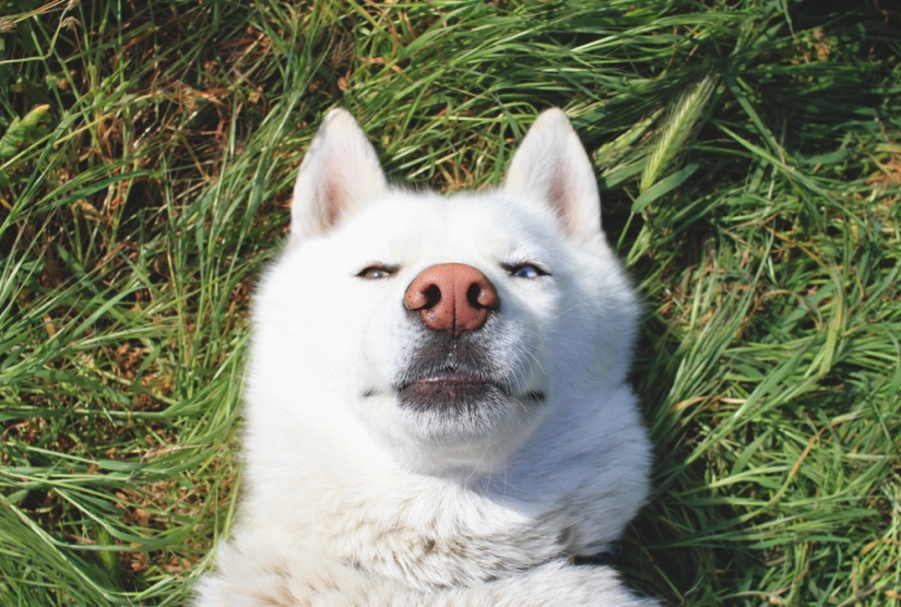 Travels of John and his husky Wolf Travels of John and his husky Wolf