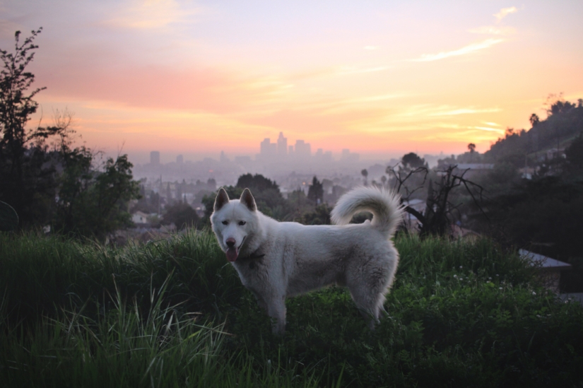 Travels of John and his husky Wolf Travels of John and his husky Wolf