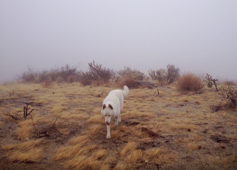 Travels of John and his husky Wolf Travels of John and his husky Wolf