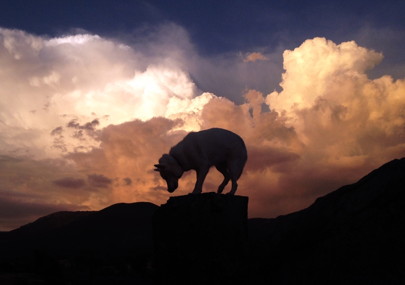 Travels of John and his husky Wolf Travels of John and his husky Wolf