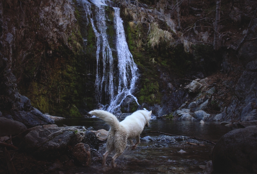 Travels of John and his husky Wolf Travels of John and his husky Wolf