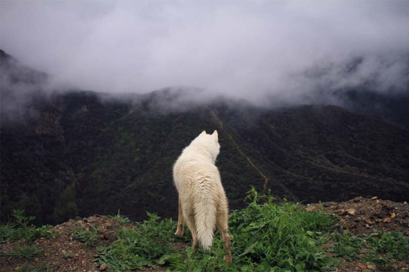 Travels of John and his husky Wolf Travels of John and his husky Wolf