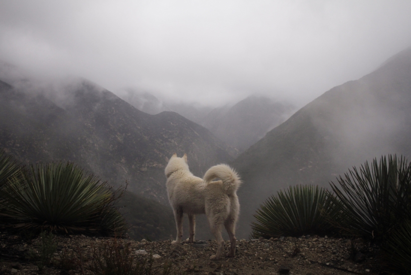 Travels of John and his husky Wolf Travels of John and his husky Wolf